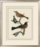 Buy Bird Family I at AllPosters.com