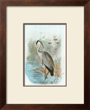 Common Heron