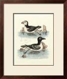 Aquatic Birds II