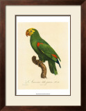 Buy Barraband Parrot No. 86 at AllPosters.com