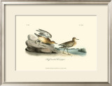 Buff-Breasted Sandpiper