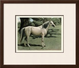 Buy Cassell's Horse I at AllPosters.com