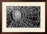 Spider Web Sparkle