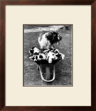 Tich and Pups Getting Around