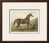 Buy Cassell's Horse III at AllPosters.com