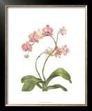 Buy Orchid Study IV at AllPosters.com