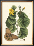 Buy Butterfly and Botanical I at AllPosters.com