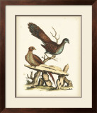 Regal Pheasants I