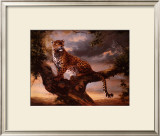 Leopard in Tree