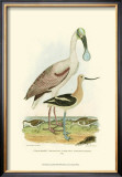 Roseate Spoonbill
