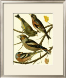 Buy Domestic Bird Family II at AllPosters.com