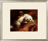 Buy Playful Encounter at AllPosters.com