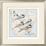 Black Capped Chickadee