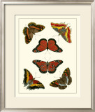 Buy Butterflies I at AllPosters.com