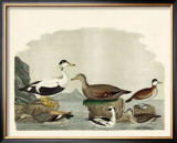 Buy Duck Family I at AllPosters.com