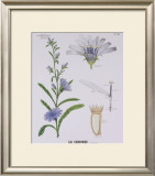 Buy Chicoree Teaching Chart at AllPosters.com