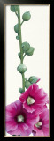 Buy Pink Hollyhock III at AllPosters.com