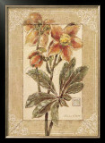 Buy Helleborus at AllPosters.com