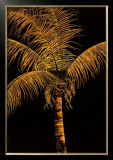 Buy Palm Oro at AllPosters.com
