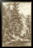 Buy Sepia Noble Fir at AllPosters.com