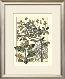 Buy Arts and Crafts Oak at AllPosters.com