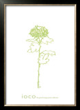 Chrysanthemum II