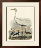 Buy Heron Family III at AllPosters.com