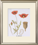 Buy The Poppy Teaching Chart at AllPosters.com