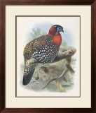Buy Native Pheasant I at AllPosters.com