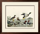Buy Duck Family II at AllPosters.com