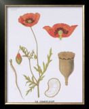 Buy The Poppy Teaching Chart at AllPosters.com