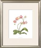 Buy Orchid Study IV at AllPosters.com