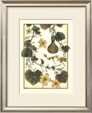 Buy Arts and Crafts Gourd at AllPosters.com