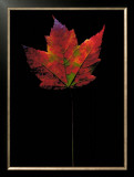 Buy Plate No. 21 at AllPosters.com