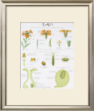 Buy La Giroflee Teaching Chart at AllPosters.com