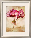 Buy Zonal Pelargonie at AllPosters.com