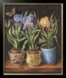 Pots with Narcissus
