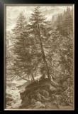 Buy Sepia Larch Tree at AllPosters.com