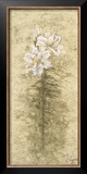 Buy Lily Fair at AllPosters.com