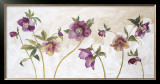 Helebores