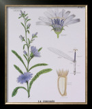 Buy Chicoree Teaching Chart at AllPosters.com