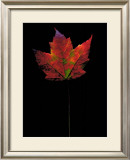 Buy Plate No. 21 at AllPosters.com