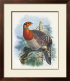 Buy Native Pheasant II at AllPosters.com