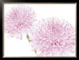 Buy Dalhia in Bloom at AllPosters.com