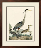Buy Heron Family I at AllPosters.com
