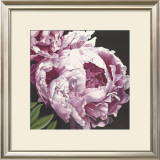 Buy Peony II at AllPosters.com