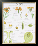 Buy La Giroflee Teaching Chart at AllPosters.com