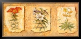 Secret Garden III