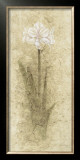 Buy Amaryllis at AllPosters.com