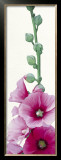 Buy Pink Hollyhock II at AllPosters.com